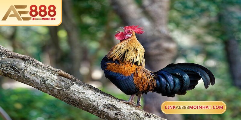Lối Gà Chọi Hay Nhất - Bí Quyết Thắng Trận Từ Sư kê 17 Sức khoẻ của gà được theo dõi sát sao, kỹ càng